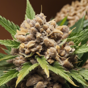 Exploring the Peanut Butter Acai Strain: A Delicious Hybrid Blend