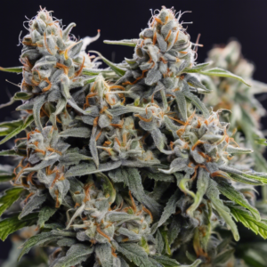 Exploring the Potent Effects of Blue Widow Strain