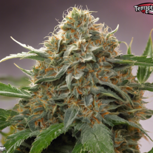 Temptation F2 Strain: A Guide to Cultivating this Hybrid Cannabis