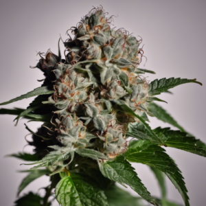 Unveiling the Intoxicating Black Cherry Strain